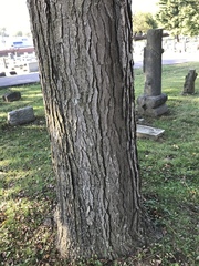 Gymnocladus dioicus