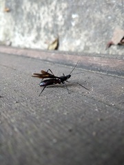 Parahiranetis salgadoi