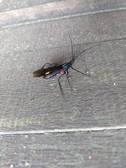 Parahiranetis salgadoi