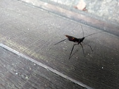 Parahiranetis salgadoi