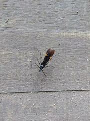 Parahiranetis salgadoi