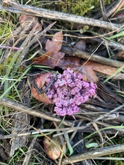 Lomatium columbianum