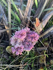Lomatium columbianum