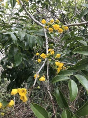 Chamaecrista ensiformis