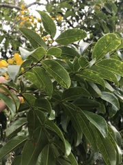 Chamaecrista ensiformis