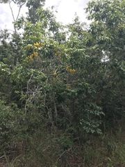 Chamaecrista ensiformis