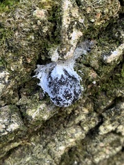 Fuligo septica candida