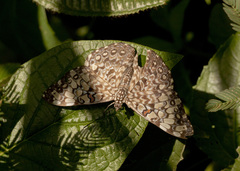 Hamadryas feronia farinulenta