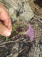 Ipomoea ternifolia leptotoma