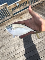 Chloroscombrus chrysurus