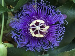 Passiflora