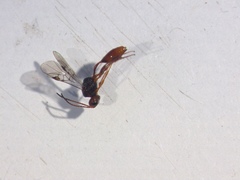 Aridelus rufotestaceus