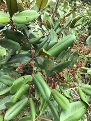 Myrcia loranthifolia