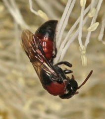 Rhodohylaeus