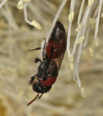 Rhodohylaeus