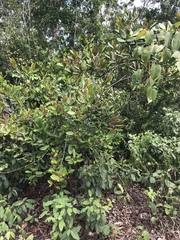 Myrcia loranthifolia