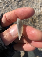 Semele proficua