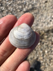 Semele proficua