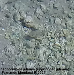 Julimes Pupfish