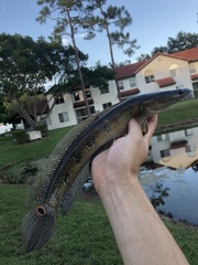 Channa aurolineata