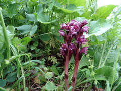 Orobanche gamosepala