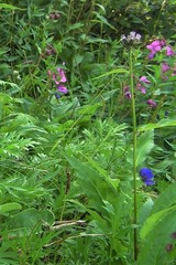 Saussurea pseudotilesii