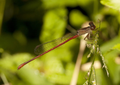 Telebasis digiticollis