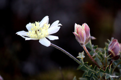 Xanthosia tomentosa