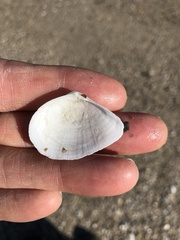 Austromacoma constricta