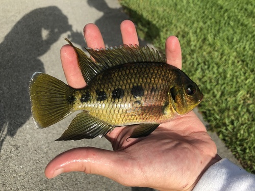 Spotted Tilapia