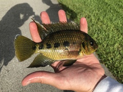 Black Mangrove Cichlid photo 5