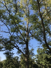 Gymnocladus dioicus
