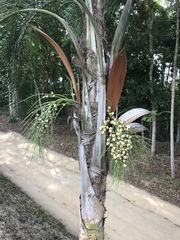 Syagrus picrophylla