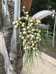Syagrus picrophylla