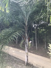 Syagrus picrophylla