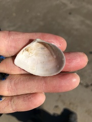 Austromacoma constricta