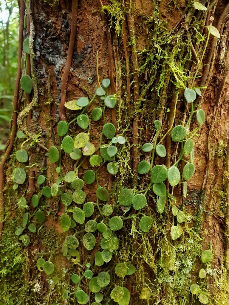 Peperomia pseudohirta