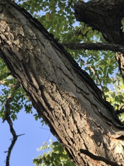 Gymnocladus dioicus