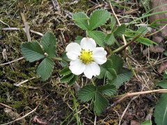 Fragaria nubicola