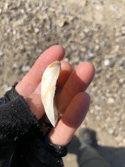 Austromacoma constricta
