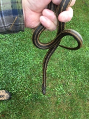 Thamnophis sirtalis semifasciatus