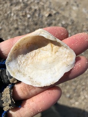Austromacoma constricta
