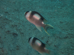 Amblypomacentrus breviceps