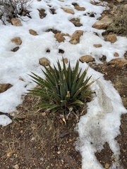 Agave utahensis kaibabensis