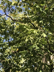 Gymnocladus dioicus