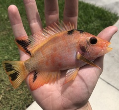 Amphilophus citrinellus