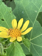 Ochraethes pollinosus