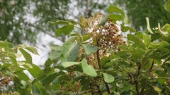 Zeyheria tuberculosa