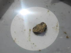 Eurynolambrus australis