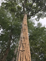 Zeyheria tuberculosa